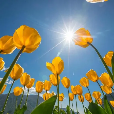 Gaia On Hill - Happy